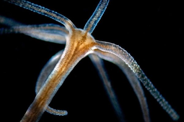 Ссылки зеркала на kraken kraken dark link