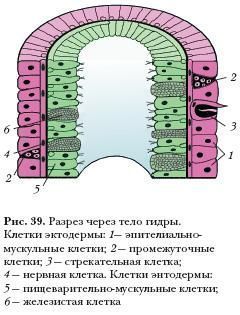Кракен сайт даркнет зеркало
