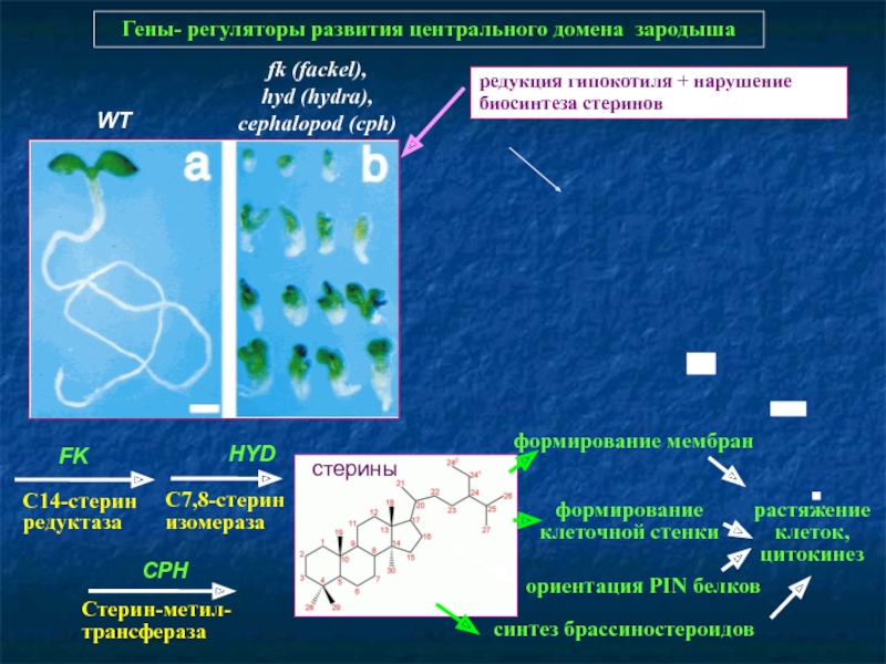 Что такое кракен шоп